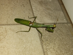 Stagmatoptera hyaloptera