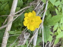 Ranunculus macranthus