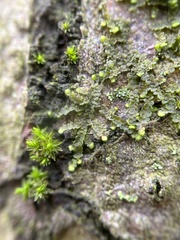 Frullania inflata