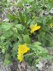 Ranunculus macranthus