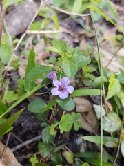Dyschoriste oblongifolia