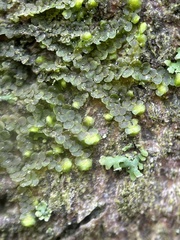 Frullania inflata