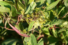 Dodonaea triquetra