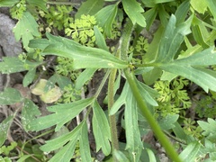 Ranunculus macranthus