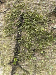 Frullania inflata