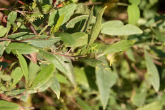 Dodonaea triquetra