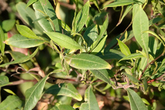 Dodonaea triquetra