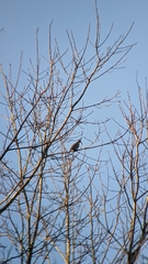 Zenaida macroura carolinensis