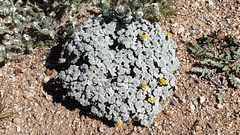 Psathyrotes ramosissima