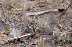 Caprimulgus longipennis