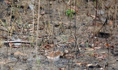 Caprimulgus longipennis