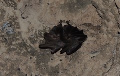 Megaderma spasma