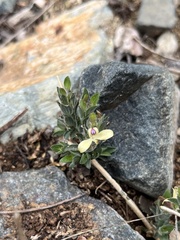 Tetramerium nervosum