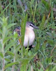 Hapalocrex flaviventer