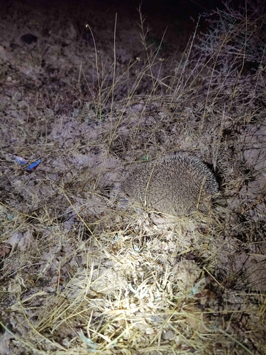 Indian Long-eared Hedgehog