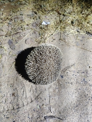 Hemiechinus collaris
