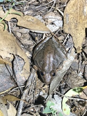 Litoria latopalmata