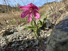 Fritillaria pluriflora