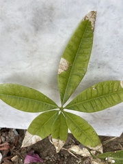Pachira aquatica
