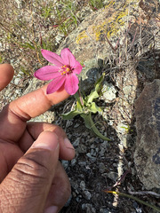 Fritillaria pluriflora