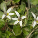 Lobelia hederacea 2