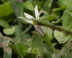Lobelia hederacea
