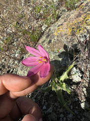 Fritillaria pluriflora