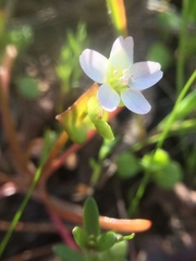Claytonia parviflora