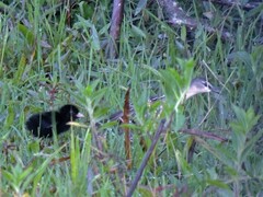 Hapalocrex flaviventer