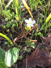 Claytonia parviflora