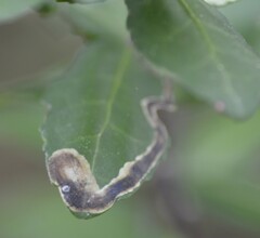 Phytomyza vomitoriae