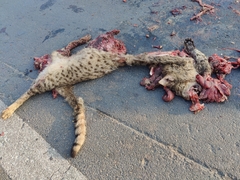 Felis lybica ornata