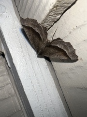 Eutrapela clemataria