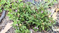 Rostellularia obtusa