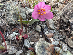 Fritillaria pluriflora