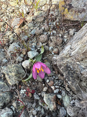 Fritillaria pluriflora