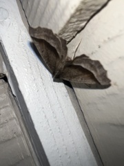 Eutrapela clemataria