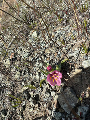 Fritillaria pluriflora
