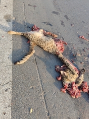 Felis lybica ornata