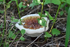 Ganoderma lucidum