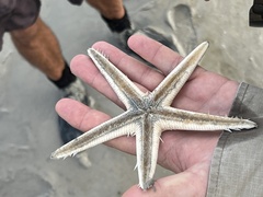 Astropecten