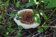Ganoderma lucidum