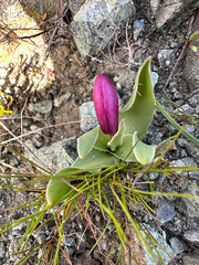Fritillaria pluriflora