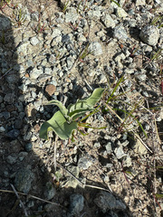 Fritillaria pluriflora