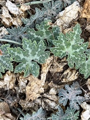 Cucurbita cordata
