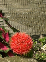 Scadoxus puniceus