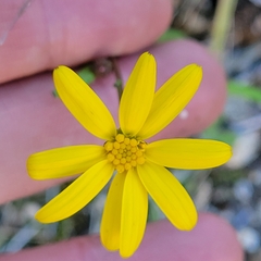 Senecio californicus