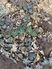 Cucurbita cordata