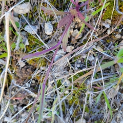 Senecio californicus