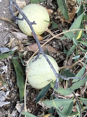 Cucurbita cordata